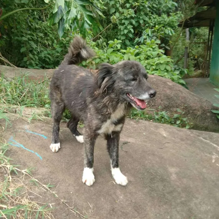 Cachorro ra a SRD idade 2 anos nome Panda