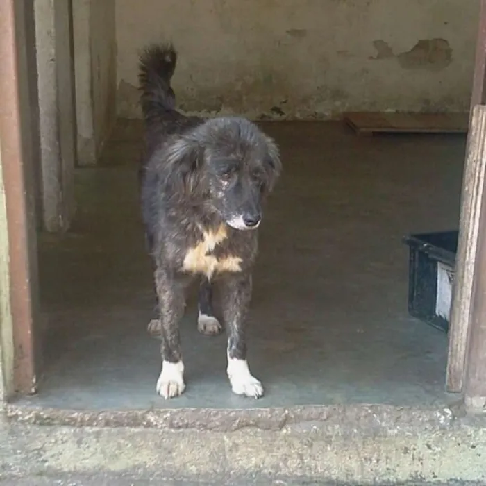 Cachorro ra a SRD idade 2 anos nome Panda