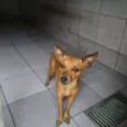 Teco