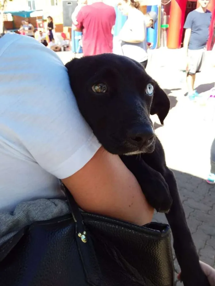 Cachorro ra a SRD idade 2 a 6 meses nome Sem nome ainda
