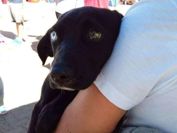 Cachorro ra a SRD idade 2 a 6 meses nome Sem nome ainda