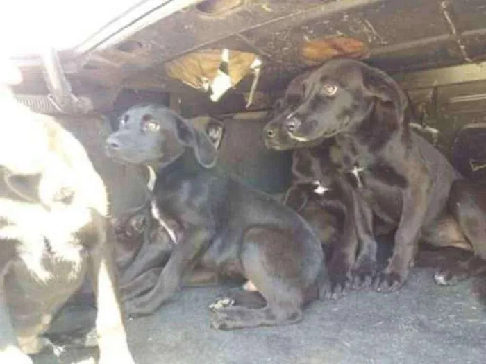 Cachorro ra a SRD idade 2 a 6 meses nome Sem nome ainda
