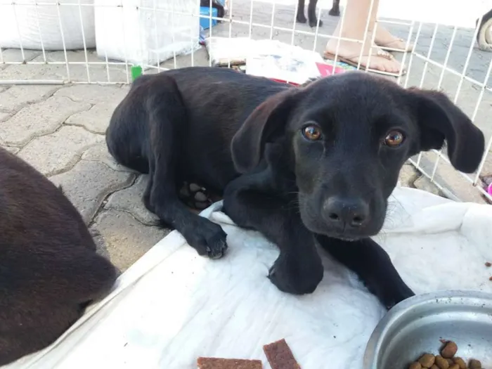 Cachorro ra a SRD idade 2 a 6 meses nome Sem nome ainda
