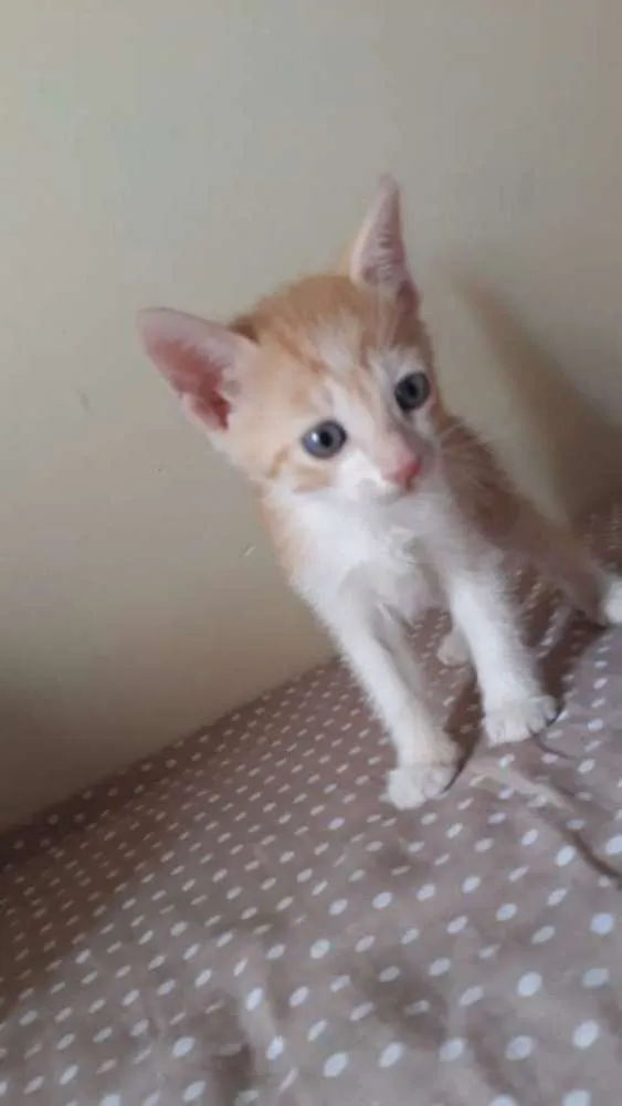 Gato ra a SR idade Abaixo de 2 meses nome Bety