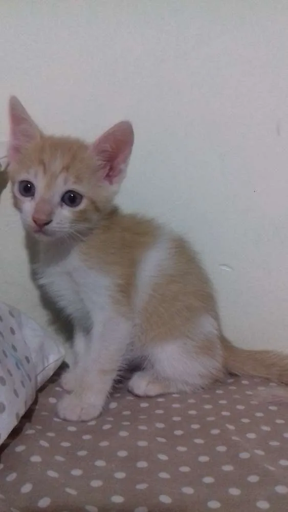Gato ra a SR idade Abaixo de 2 meses nome Bety