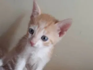Gato raça SR idade Abaixo de 2 meses nome Bety