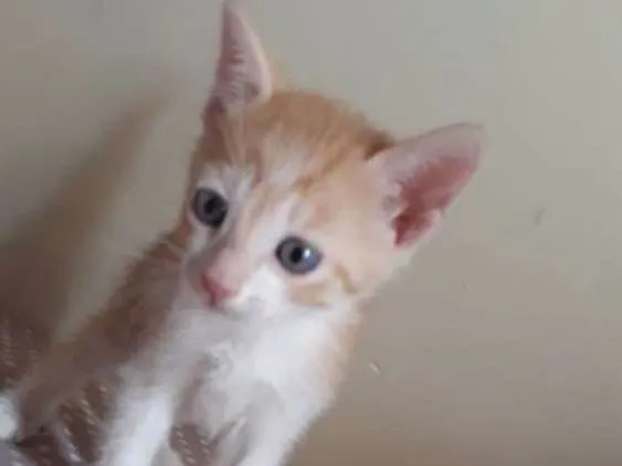 Gato ra a SR idade Abaixo de 2 meses nome Bety