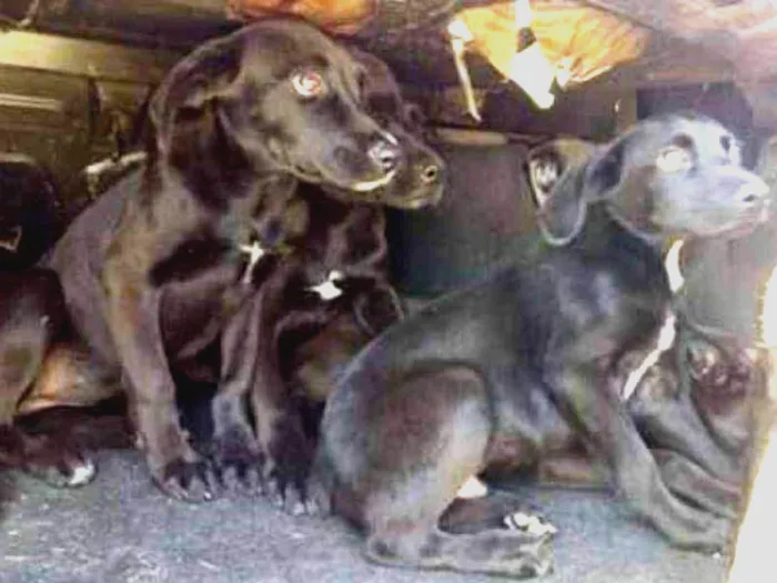 Cachorro ra a SRD idade 2 a 6 meses nome Sem nome ainda
