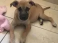 Athena