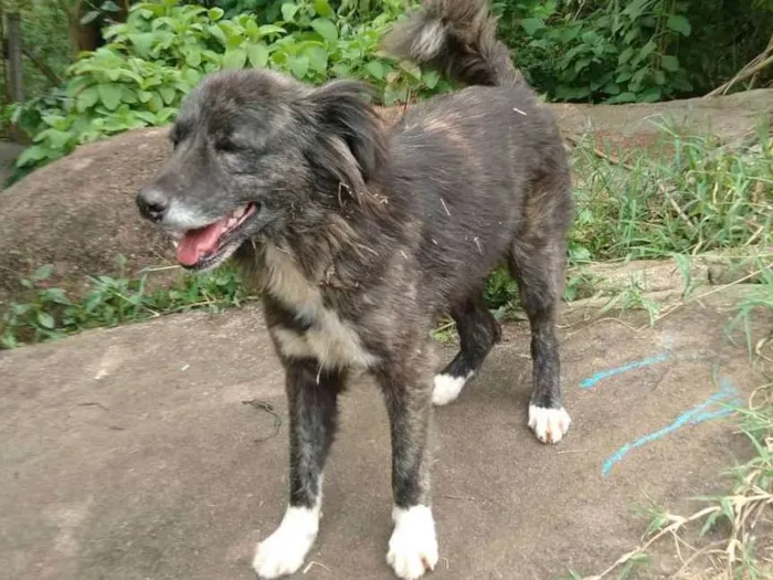 Cachorro ra a SRD idade 2 anos nome Panda
