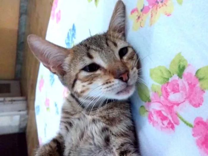 Gato ra a Não indentificada idade 2 a 6 meses nome Josefina