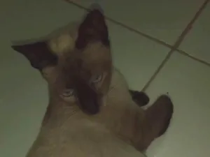 Gato raça Siamês idade Abaixo de 2 meses nome Filhotes