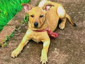 Cachorro raça Srd idade 2 a 6 meses nome Mel