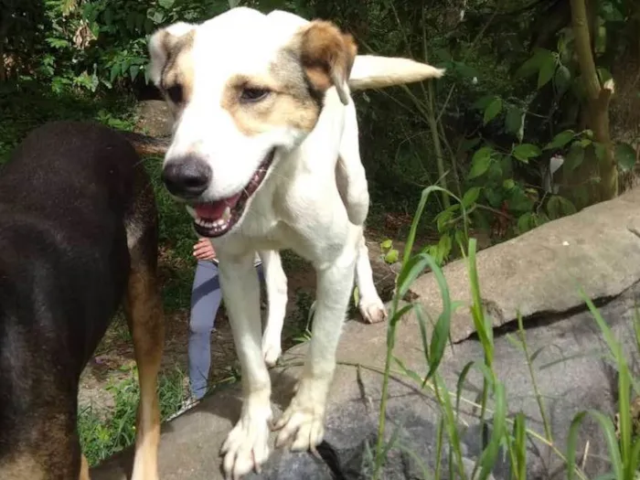 Cachorro ra a SRD idade 2 anos nome Príncipe