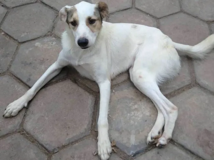 Cachorro ra a SRD idade 2 anos nome Príncipe