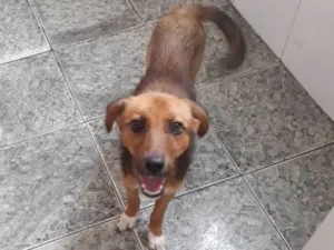 Cachorro raça Vira lata idade 2 a 6 meses nome Xiva