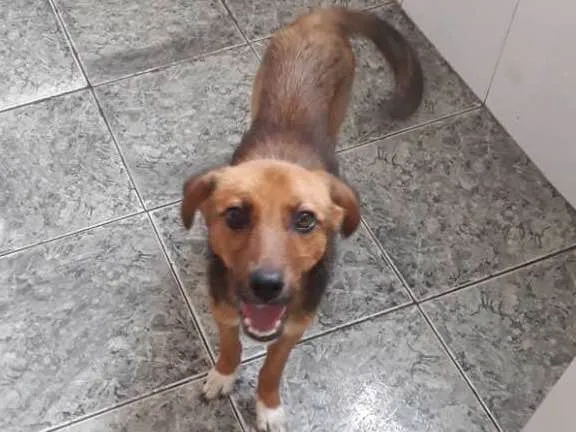 Cachorro ra a Vira lata idade 2 a 6 meses nome Xiva