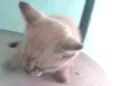 Filhotes