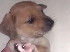 Cachorro raça Indefinida idade Abaixo de 2 meses nome Toddy