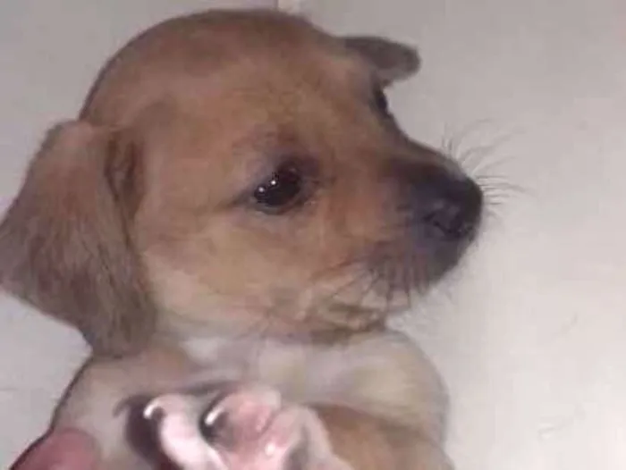 Cachorro ra a Indefinida idade Abaixo de 2 meses nome Toddy