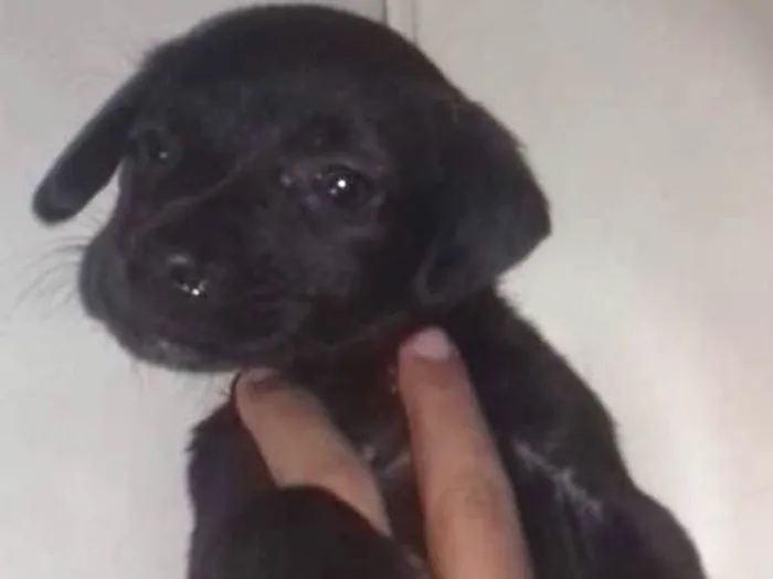 Cachorro ra a Indefinida idade Abaixo de 2 meses nome Toddy