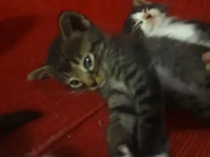 Gato raça Não sei idade Abaixo de 2 meses nome Sem nomes