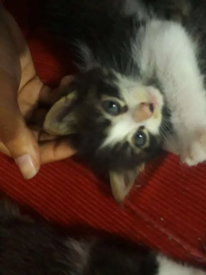 Gato raça Não sei idade Abaixo de 2 meses nome Sem nomes