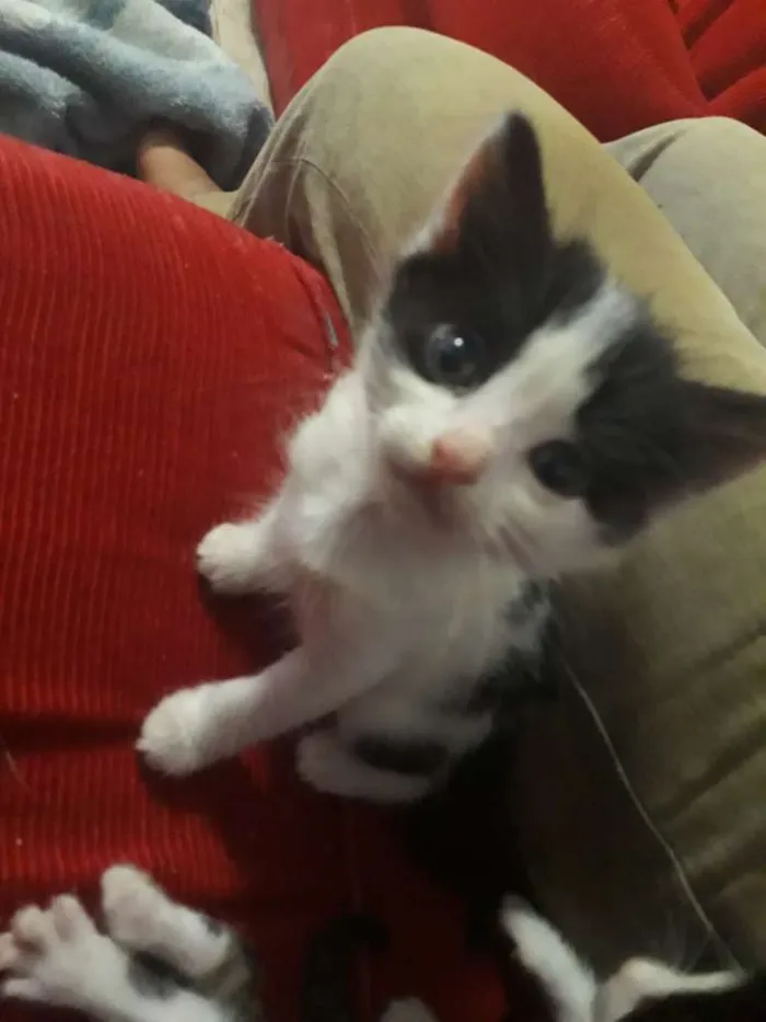 Gato raça Não sei idade Abaixo de 2 meses nome Sem nomes