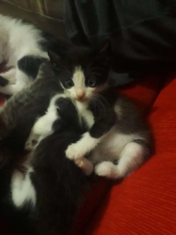 Gato raça Não sei idade Abaixo de 2 meses nome Sem nomes