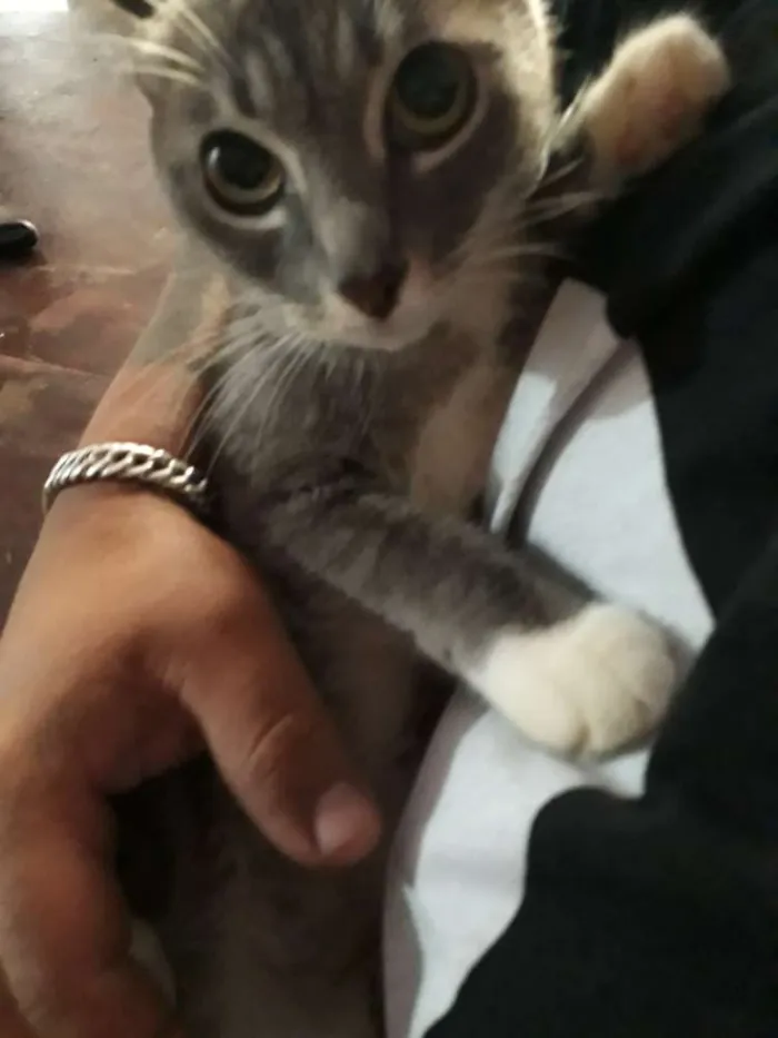 Gato raça Não sei idade Abaixo de 2 meses nome Sem nomes