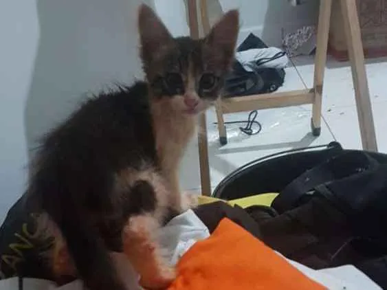 Gato ra a ND idade Abaixo de 2 meses nome Gatos