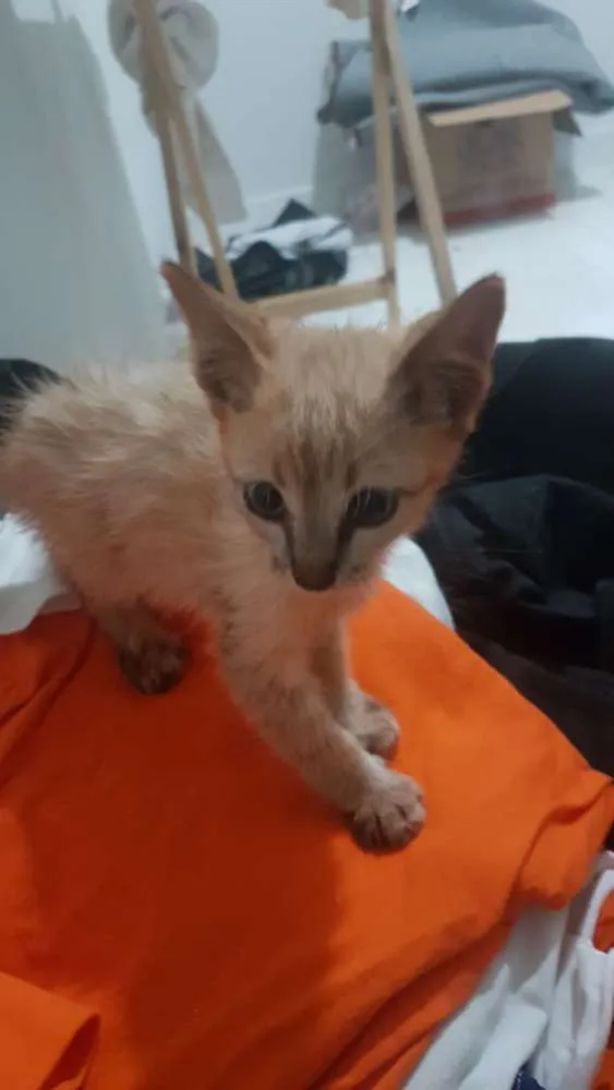 Gato ra a ND idade Abaixo de 2 meses nome Gatos