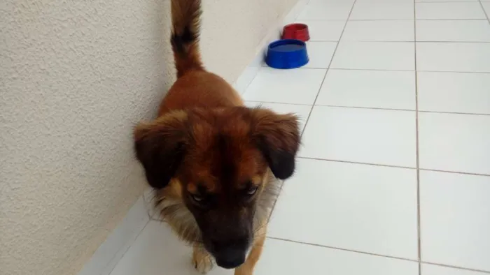 Cachorro ra a Mistiço idade 3 anos nome Thomas