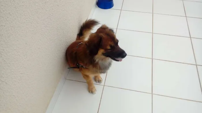 Cachorro ra a Mistiço idade 3 anos nome Thomas