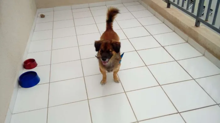 Cachorro ra a Mistiço idade 3 anos nome Thomas