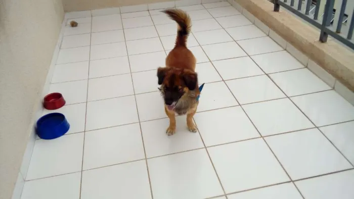 Cachorro ra a Mistiço idade 3 anos nome Thomas