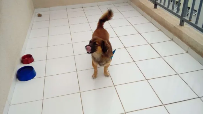 Cachorro ra a Mistiço idade 3 anos nome Thomas