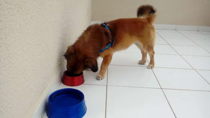 Cachorro ra a Mistiço idade 3 anos nome Thomas