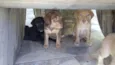 Labrador