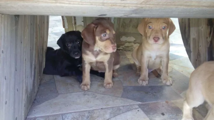 Cachorro raça Labrador retriver mestiços idade Abaixo de 2 meses nome Labrador