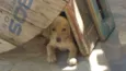 Labrador