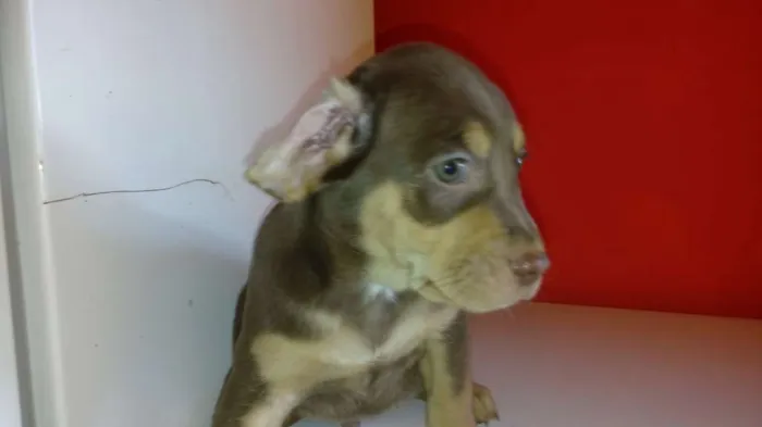 Cachorro raça Labrador retriver mestiços idade Abaixo de 2 meses nome Labrador