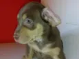 Labrador