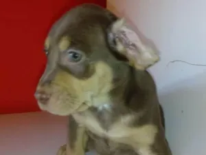 Cachorro raça Labrador retriver mestiços idade Abaixo de 2 meses nome Labrador