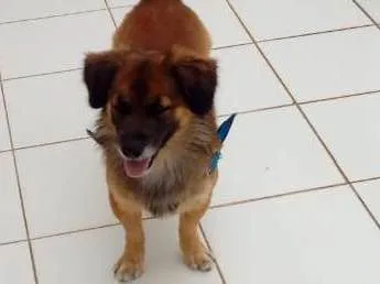 Cachorro ra a Mistiço idade 3 anos nome Thomas