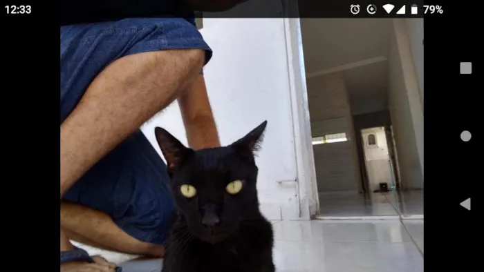 Gato ra a SRD idade 6 ou mais anos nome Aquiles