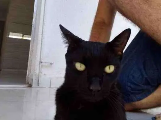 Gato ra a SRD idade 6 ou mais anos nome Aquiles