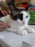 Princesa