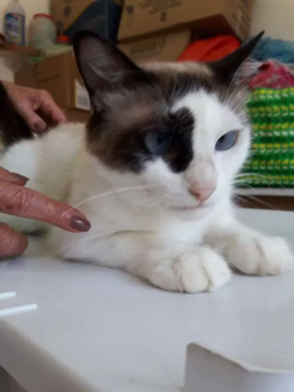 Gato raça felina idade 1 ano nome Princesa