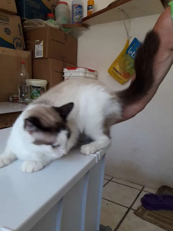 Gato raça felina idade 1 ano nome Princesa